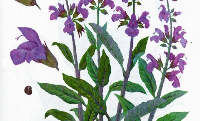 Природний лікар для всієї родини – шавлія: лікувальні властивості і протипоказання