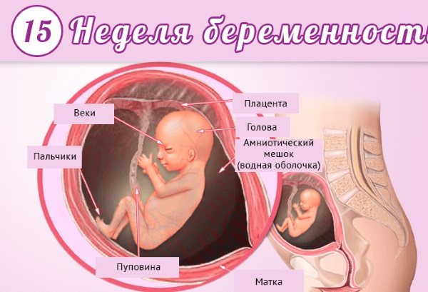 15 тиждень вагітності.  Відчуття в животі, ворушіння, розвиток плода, фото на УЗД