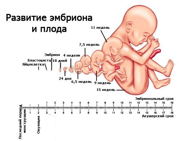 15 тиждень вагітності.  Відчуття в животі, ворушіння, розвиток плода, фото на УЗД