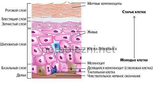 Як застосовувати мазь з лідокаїном від геморою для купірування больового синдрому? Огляд 5 найкращих препаратів