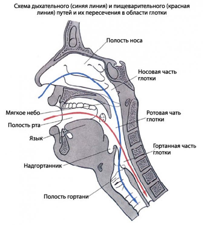 Анатомия ротоглотки в картинках