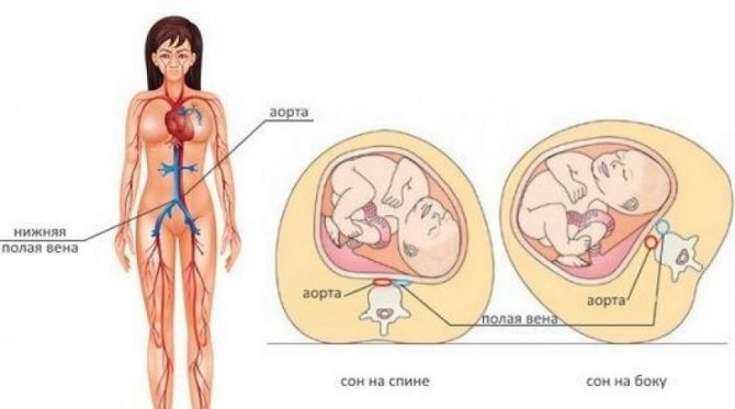 5 місяць вагітності: УЗД, визначення статі і рекомендації