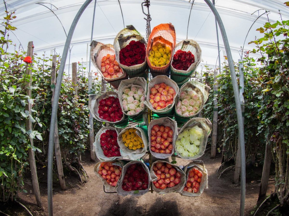 Когда срезать розы на продажу