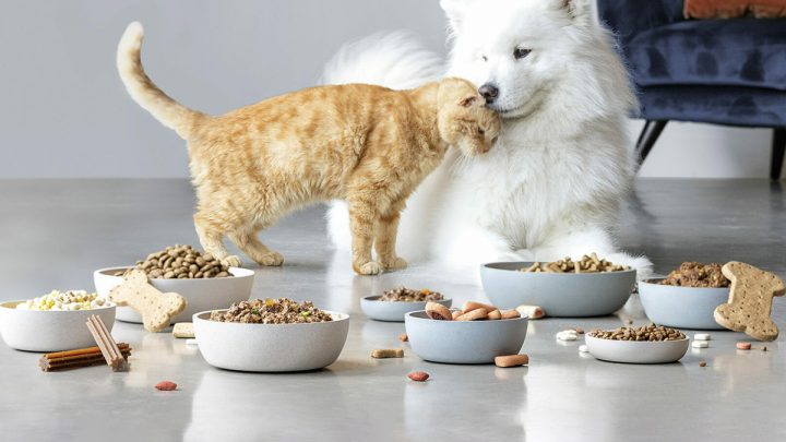 Корм для активных кошек: питание для максимальной энергии и здоровья
