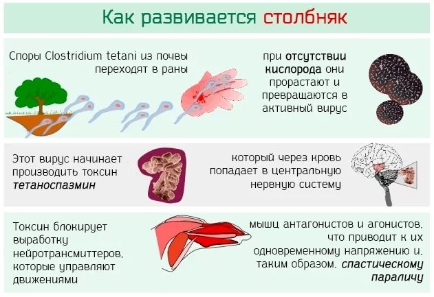 АДСМ щеплення.  Розшифровка дорослим, дітям.  Куди, від чого роблять, графік, наслідки