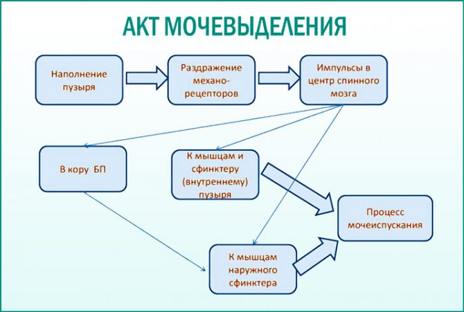 акт сечовипускання