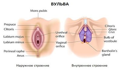 Анатомія вульви, схема