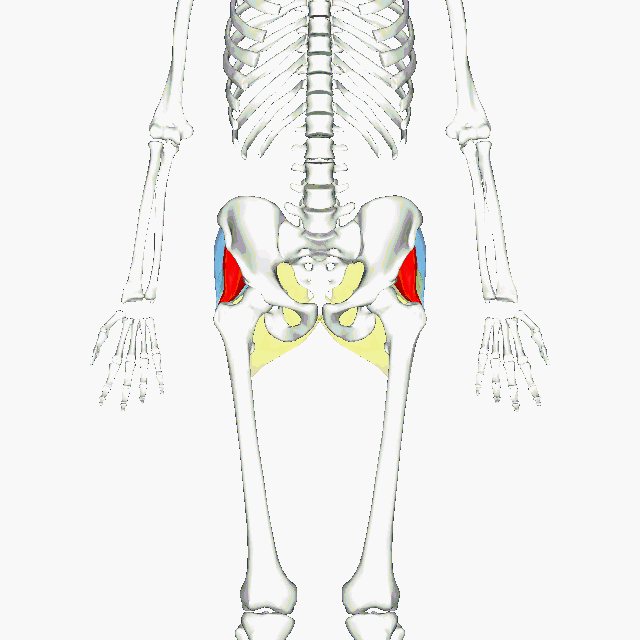 Анатомія сідниць, м'язи, анімація