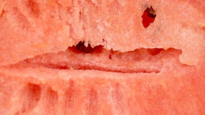 Кавун при вагітності. Чи можна кавун під час вагітності