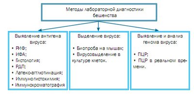 Сказ у людини, симптоми і перші ознаки, небезпека вірусу, інкубаційний період