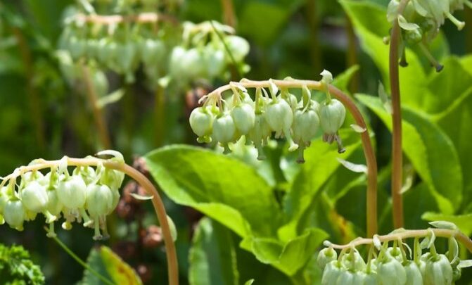 Аденоміоз: симптоми, причини, ускладнення і сучасне лікування