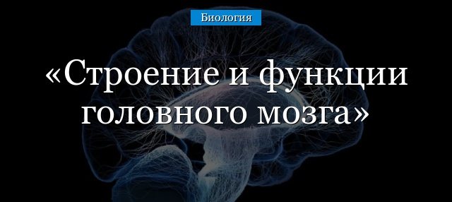 Частини головного мозку людини