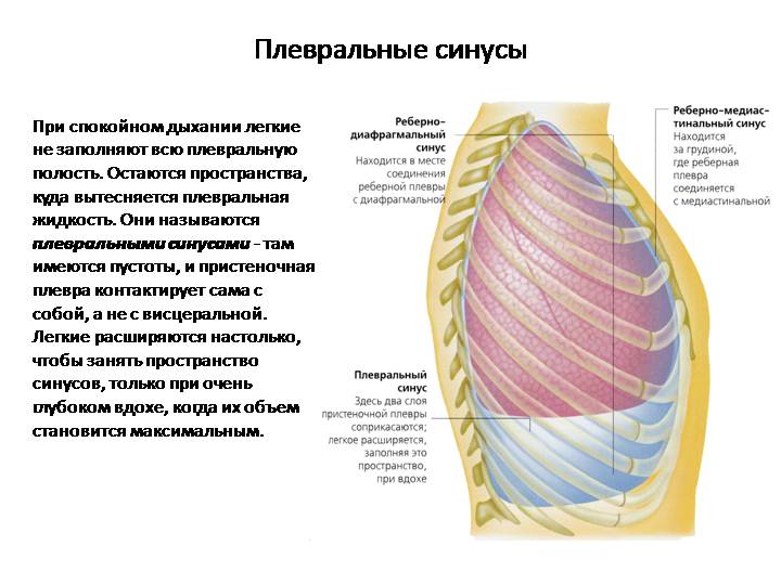 Що таке плевральна порожнина?