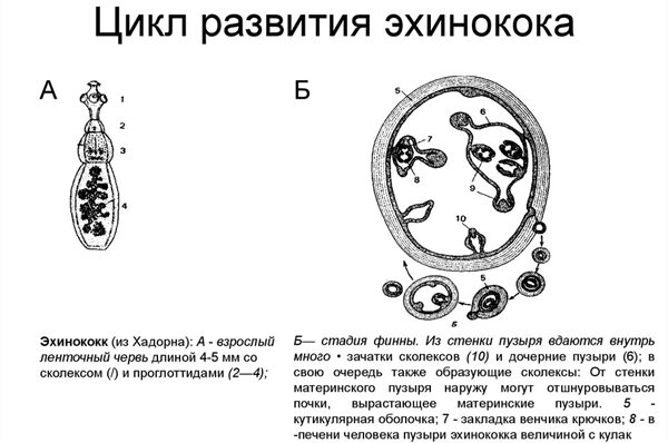 цикл розвитку ехінокока