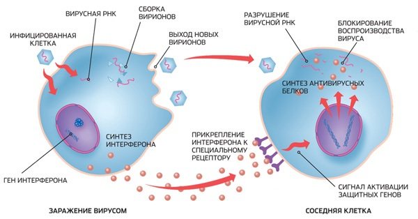 Цітовір-3 (Cytovir-3) для дітей.  Відгуки, інструкція із застосування, аналоги