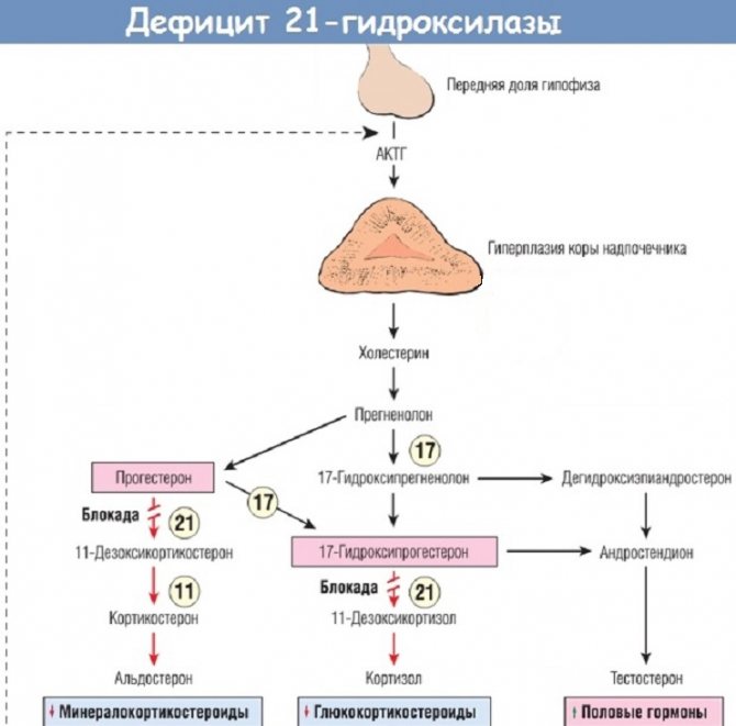 Дисфункция надпочечников у ребенка врожденная. Патогенез адреногенетический синдром. Врожденная гиперплазия коры надпочечников патогенез. Схема патогенеза врожденной гиперплазии коры надпочечников. Патогенез адреногенитального синдрома схема.