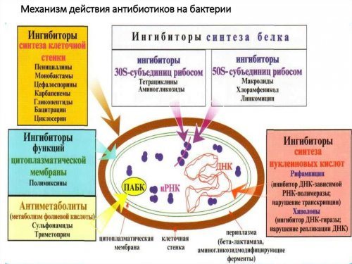 Дія антибіотиків на бактерії