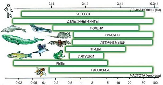 Діапазони частот, чутних різними видами