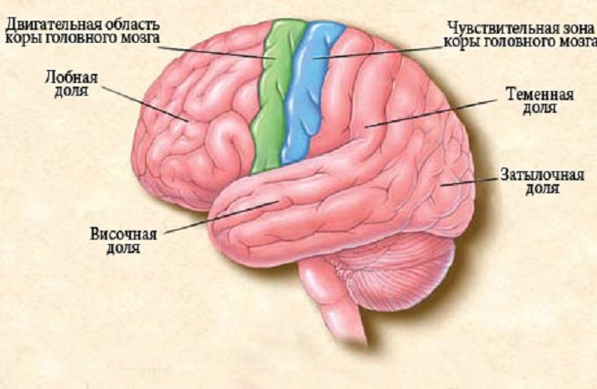 частки мозку