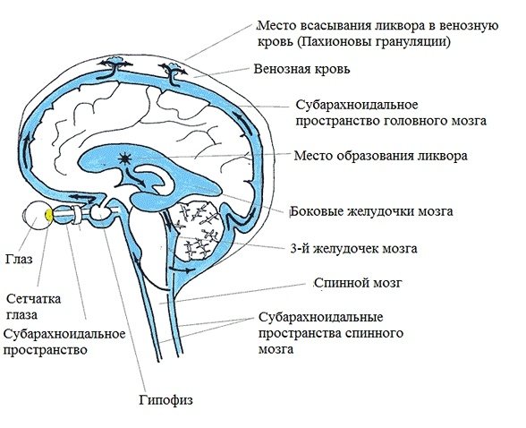 Рух ліквору в головному мозку у взролих