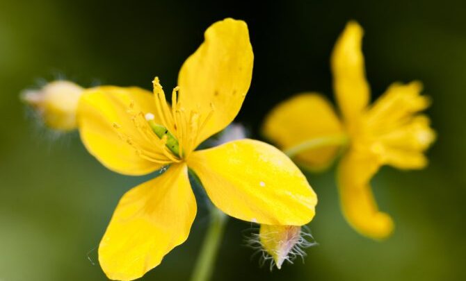 Переваги лазерного видалення бородавок і протипоказання до процедури