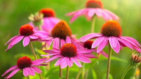 Ехінацея (лат. Echinacea) – лікувальні властивості і протипоказання