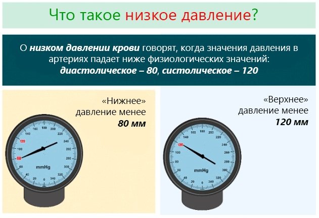 Ехінацея пурпурова.  Лікувальні властивості, рецепти застосування, протипоказання