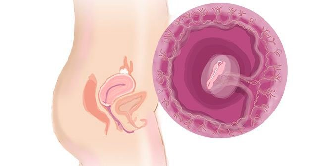 Ембріон на 5-му тижні вагітності