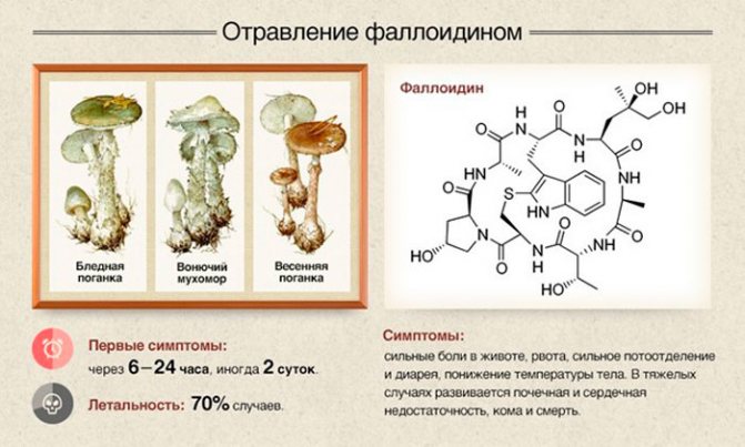 фаллоідний синдром