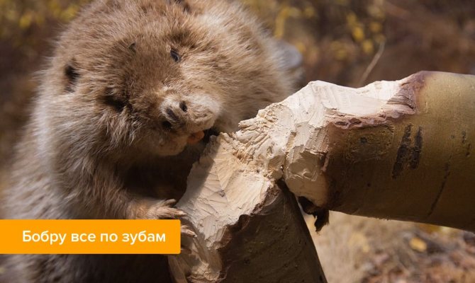 Фото бобра, гризе дерево