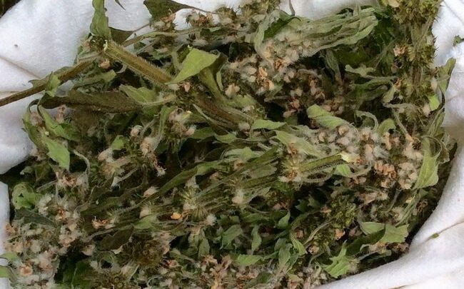 Собача в таблетках: опис і рекомендації до застосування