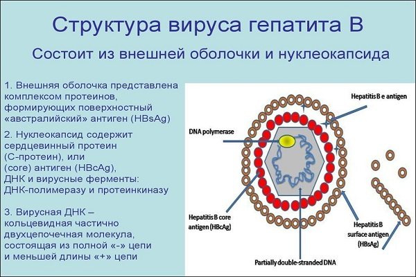 Гепатит ферменты. Вирус гепатита в. Структура вируса гепатита в. Ферменты вируса гепатита а. Строение вируса гепатита в.