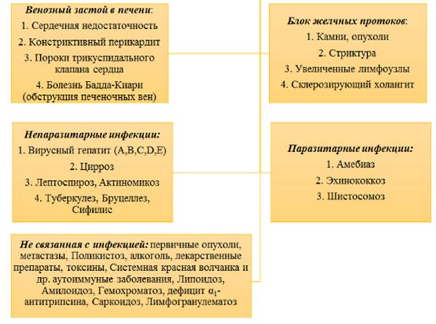 Гепатомегалия (збільшення печінки)