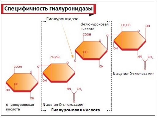 гиалуронидаза