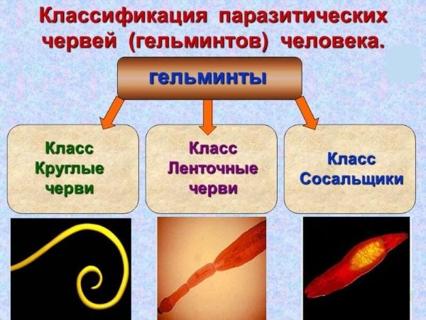 Глисти у дорослих.  Симптоми і лікування.  Аналізи, народні засоби, препарати