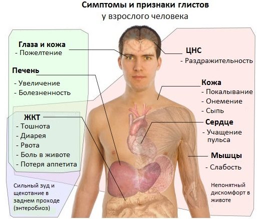 Глисти у дорослих.  Симптоми і лікування.  Аналізи, народні засоби, препарати