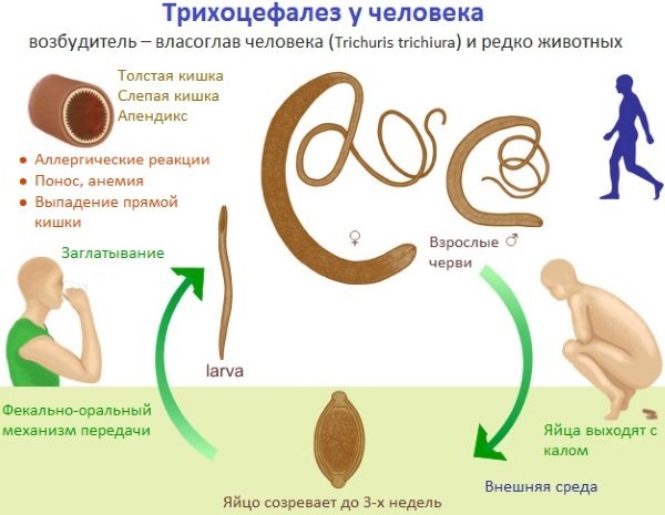 Глисти у дорослих.  Симптоми і лікування.  Аналізи, народні засоби, препарати