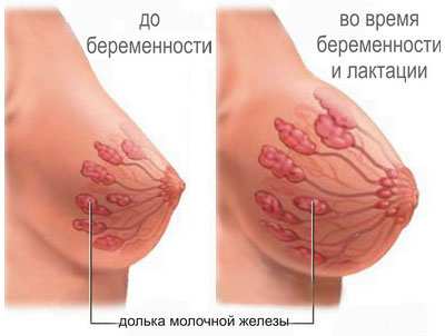 Грудне молоко як з'являється