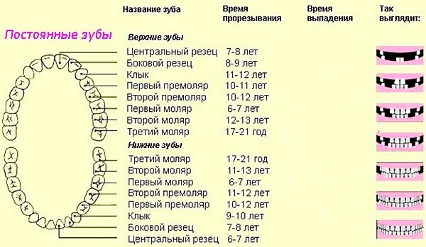 Характеристика постійного прикусу