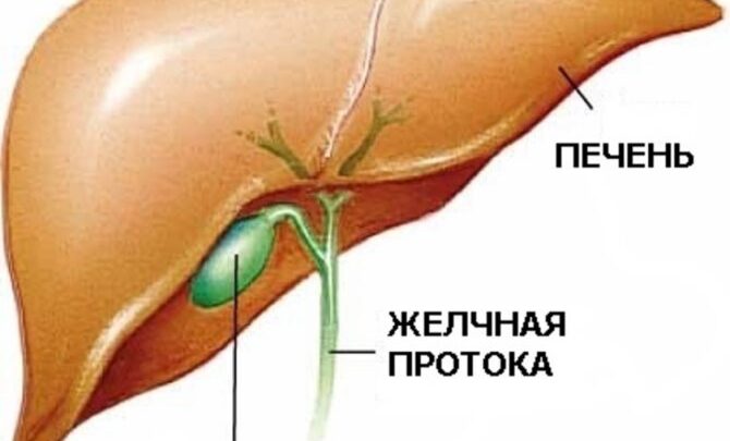 Хофітол: показання до застосування та протипоказання