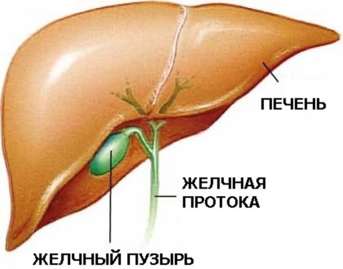 Хофітол: показання до застосування та протипоказання