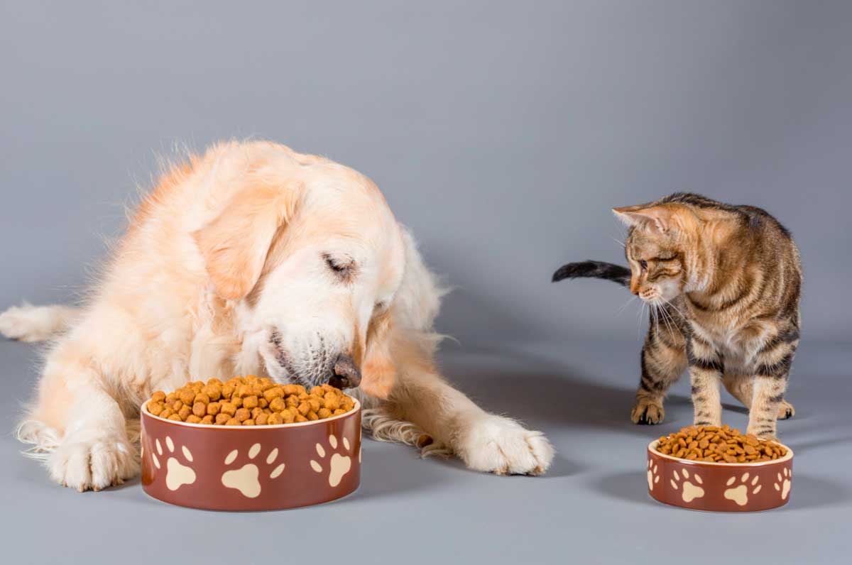 Сухой корм для собак и кошек
