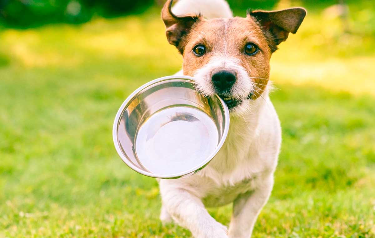 Питание собаки: сухой корм польза