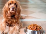 Преимущества кормлением собак сухим кормом