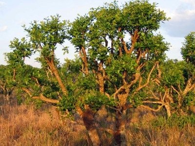 Йохимбин (Yohimbine) гідрохлорид.  Інструкція по застосуванню в бодібілдингу, для схуднення, ціна в аптеці