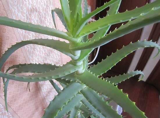 Як приготувати розчин фурациліну для промивання очей?