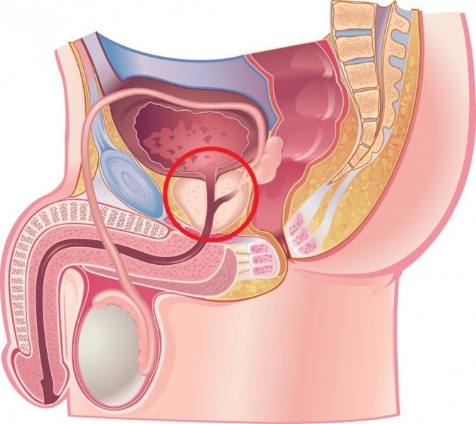 Як самостійно перевірити простату.  Де знаходиться орган
