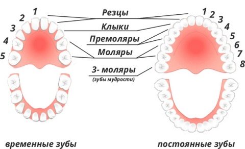 Коли чекати перших втрат? Молочні зуби у дітей – схема випадання