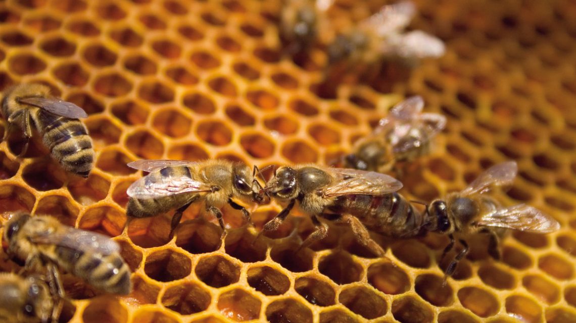 Матковивід для початківців: як правильно заселити нуклеус, щоб бджоли не злетіли