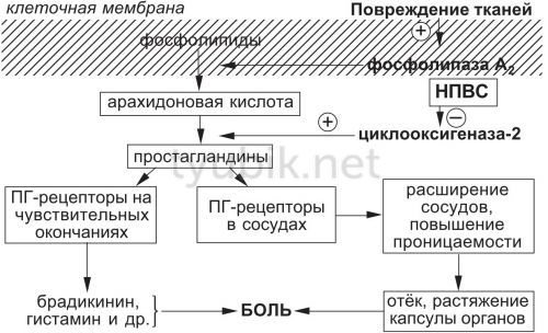 Механізм аналгетичної дії препаратів НПЗЗ